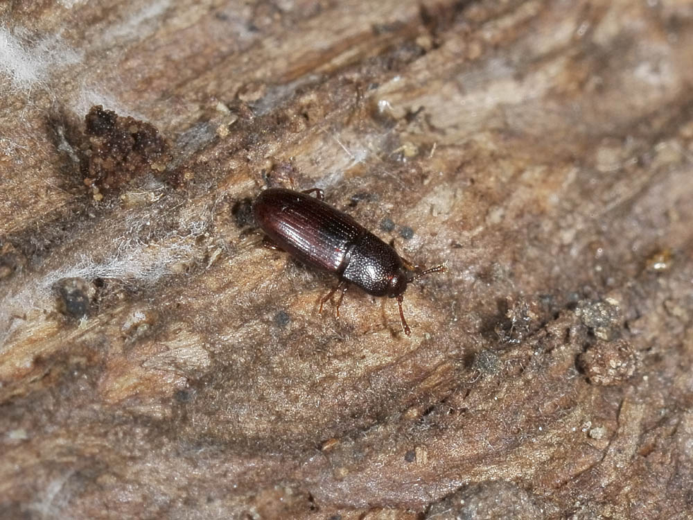 Cerylon histeroides (cf.) - Cerylonidae